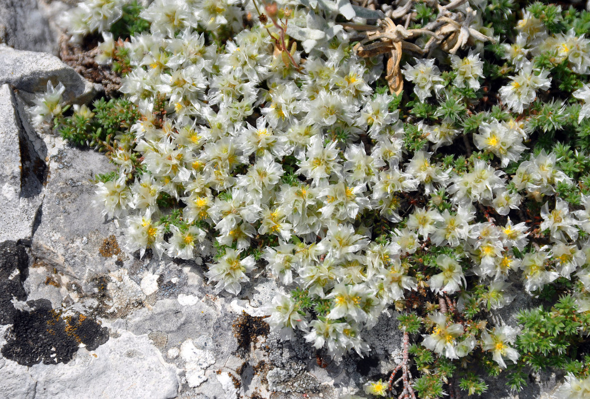 Image of Paronychia cephalotes specimen.