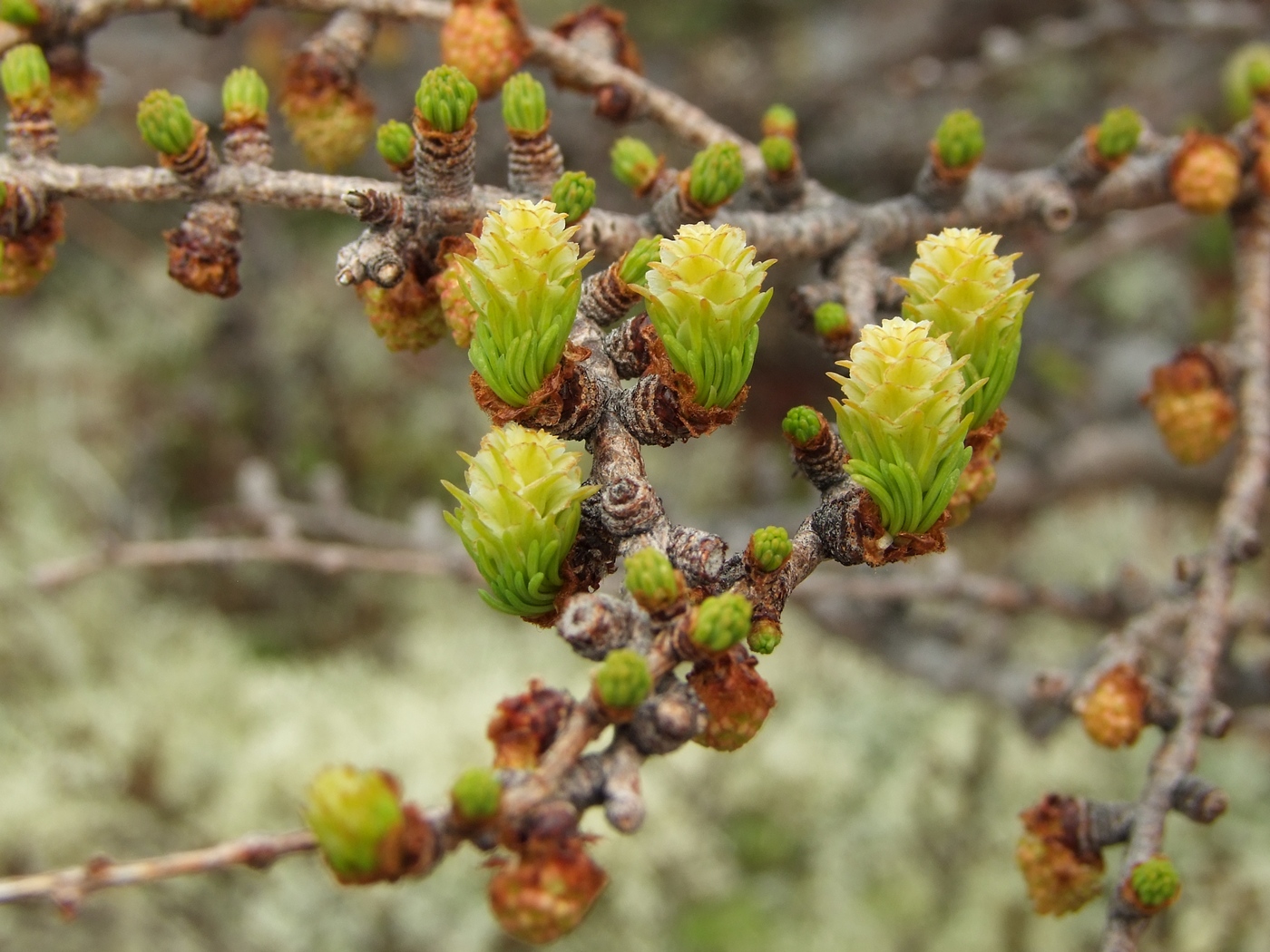 Изображение особи Larix cajanderi.