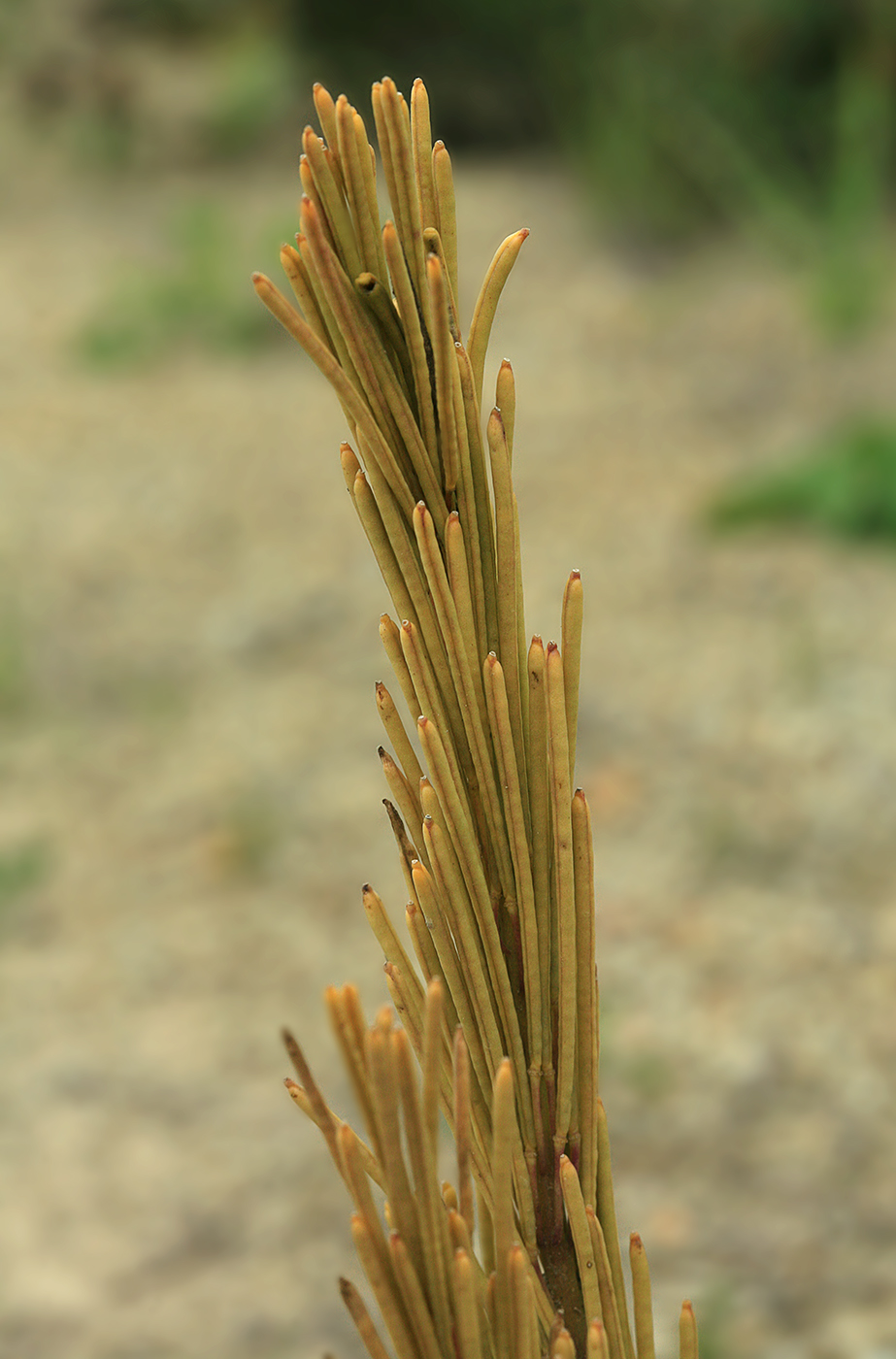 Изображение особи Arabis japonica.