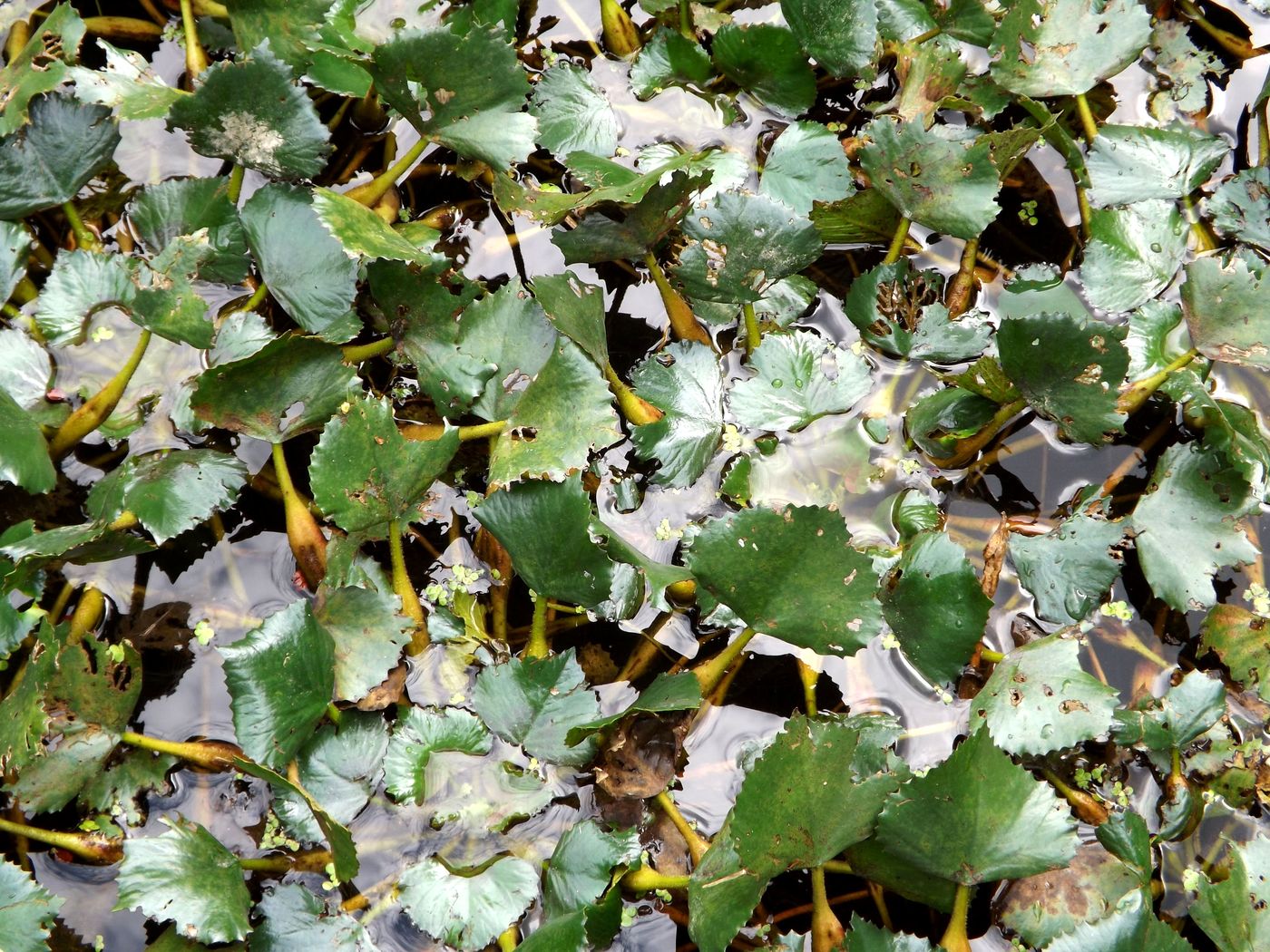 Image of Trapa bicornis specimen.