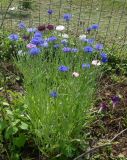 Centaurea cyanus