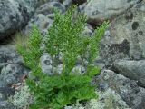 Cryptogramma acrostichoides. Спороносящее растение. Магаданская обл., окр. Магадана, бухта Нагаева, Моргородок, курумник на крутом склоне сопки. 26.07.2010.