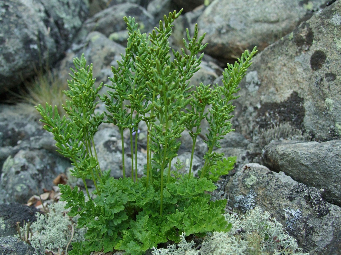 Изображение особи Cryptogramma acrostichoides.