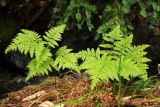 Pteridium subspecies pubescens