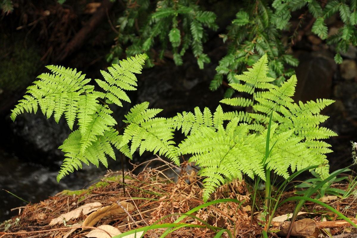 Изображение особи Pteridium aquilinum ssp. pubescens.