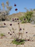 Salvia columbariae