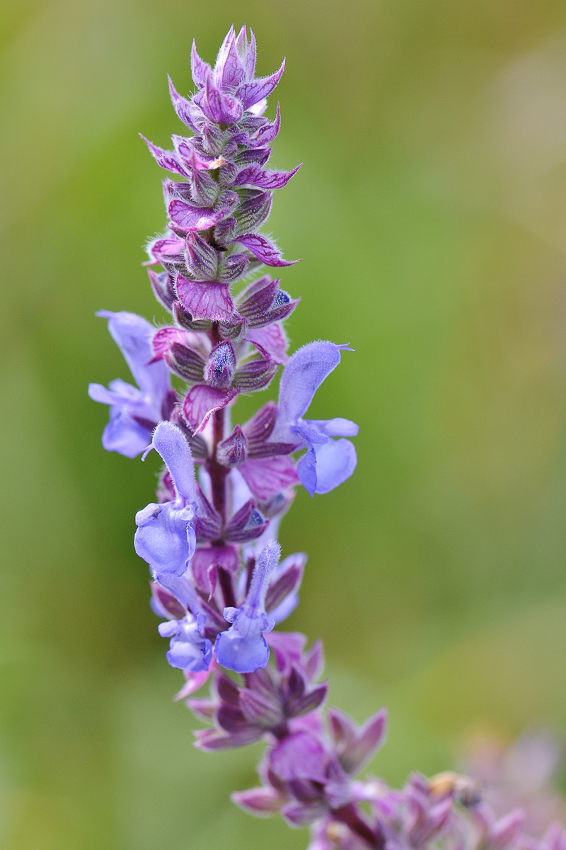 Изображение особи Salvia deserta.