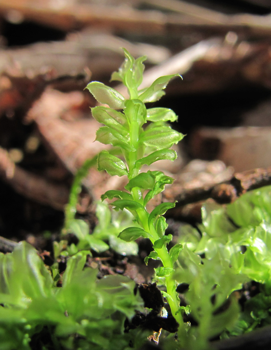 Изображение особи Plagiomnium cuspidatum.