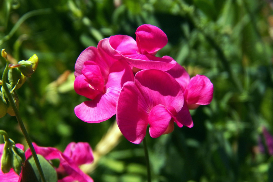 Изображение особи Lathyrus tuberosus.