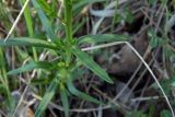 Polygala major