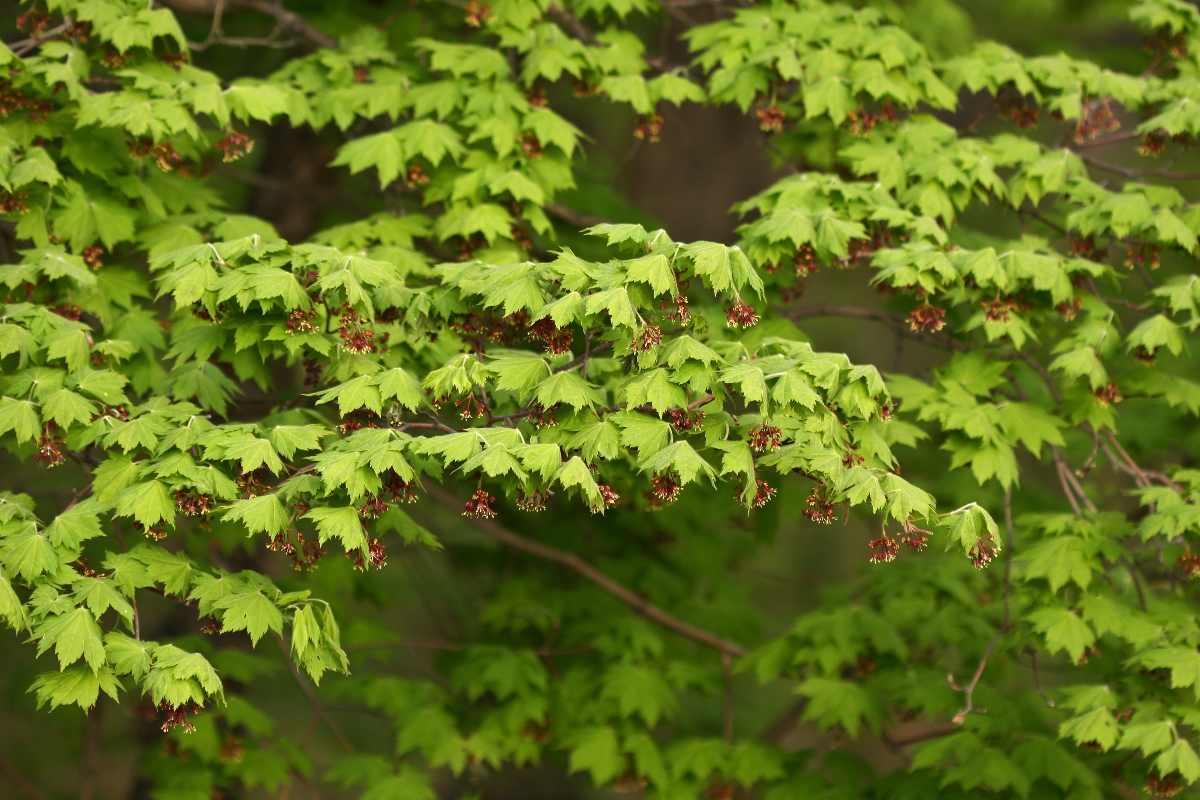 Изображение особи Acer pseudosieboldianum.