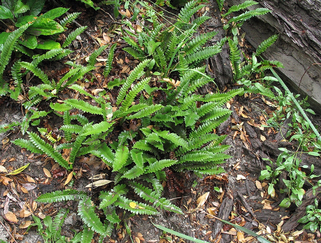 Image of Blechnum penna-marina specimen.