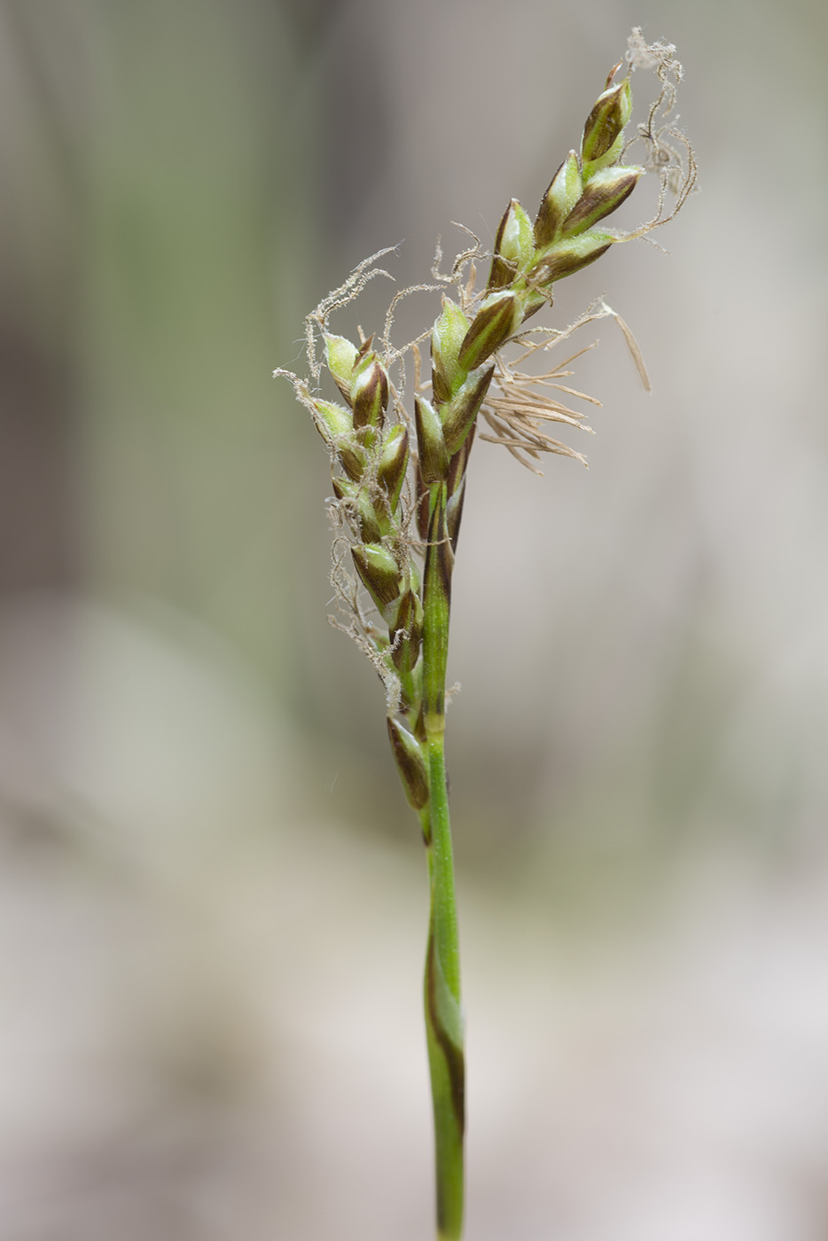 Изображение особи Carex rhizina.