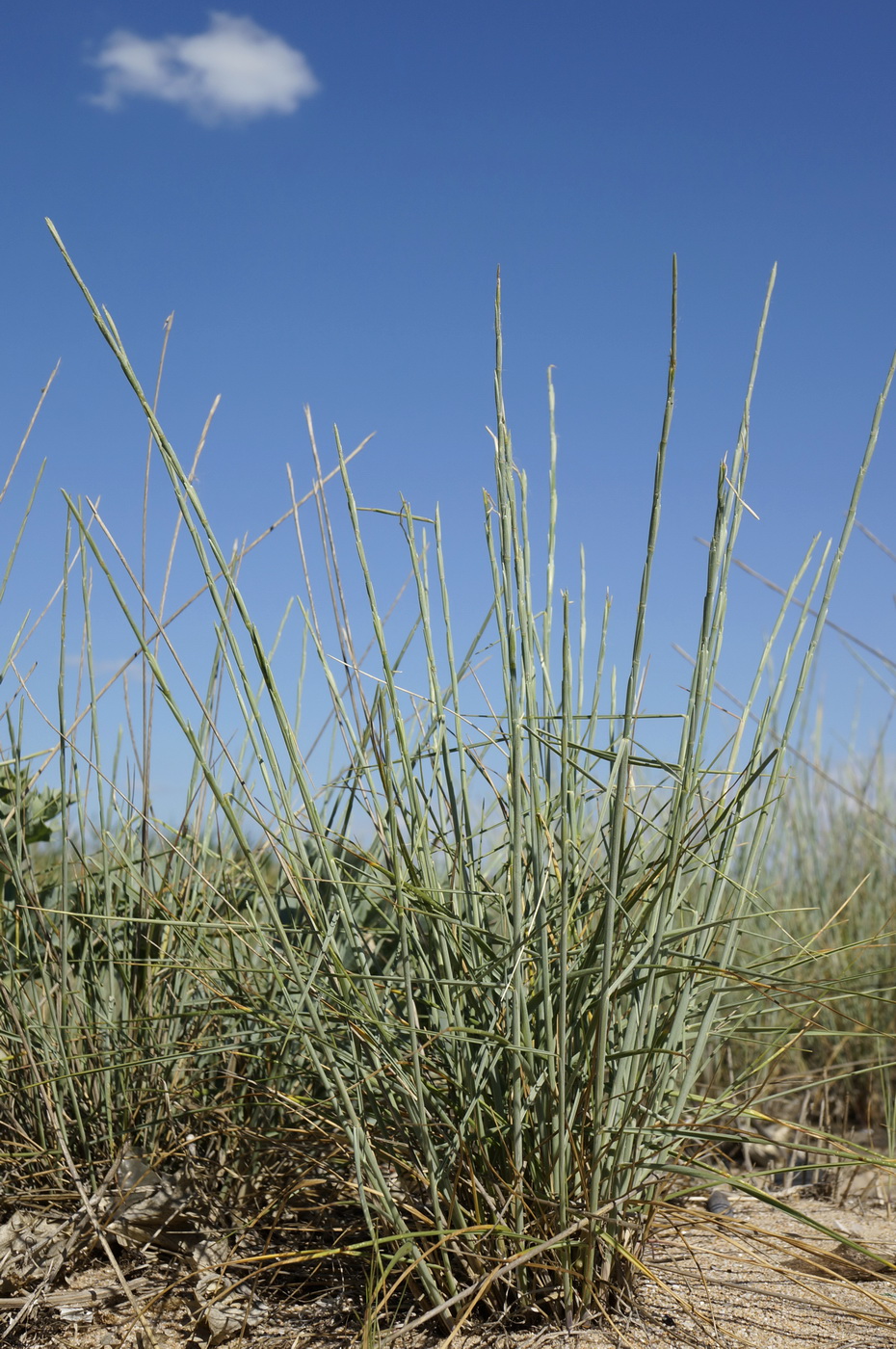 Image of Elytrigia bessarabica specimen.