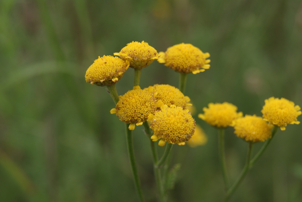 Image of Tanacetum millefolium specimen.