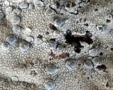 Lecanora rupicola