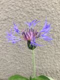 Centaurea montana