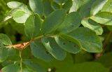 × Crataegosorbus miczurinii. Лист. Пермский край, г. Пермь, Кировский р-н, садовый участок, в культуре. 15 июля 2017 г.