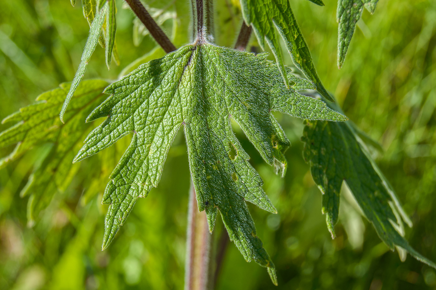 Изображение особи Leonurus quinquelobatus.