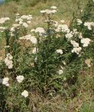 Achillea millefolium