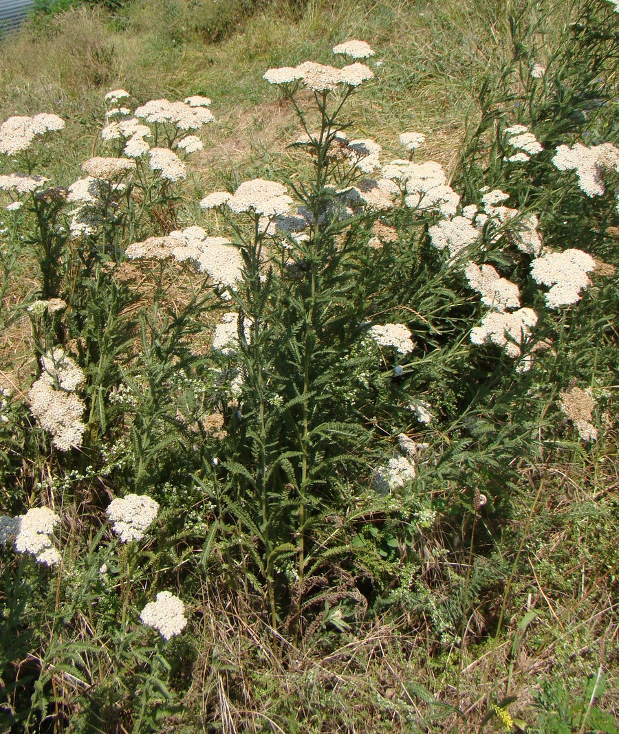 Image of Achillea millefolium specimen.