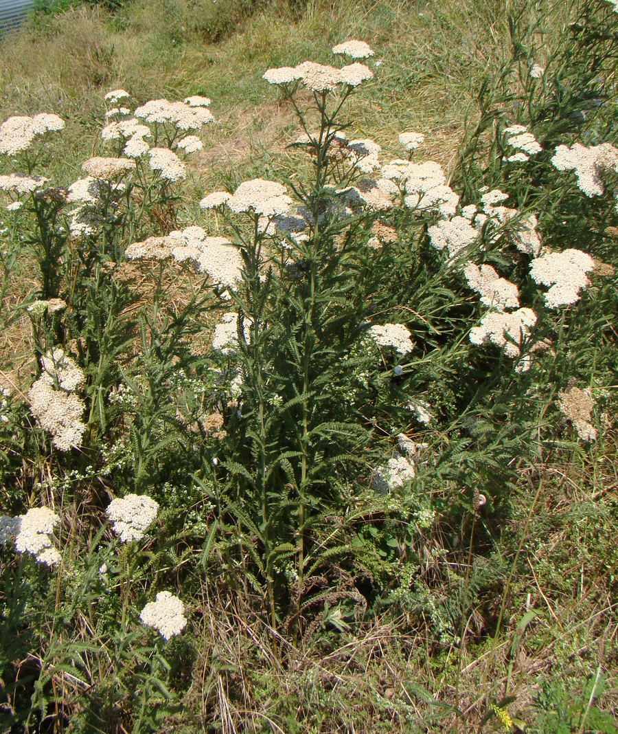 Изображение особи Achillea millefolium.