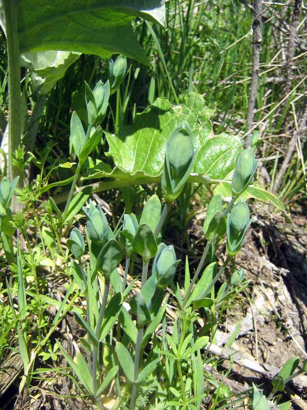 Image of Cerastium perfoliatum specimen.