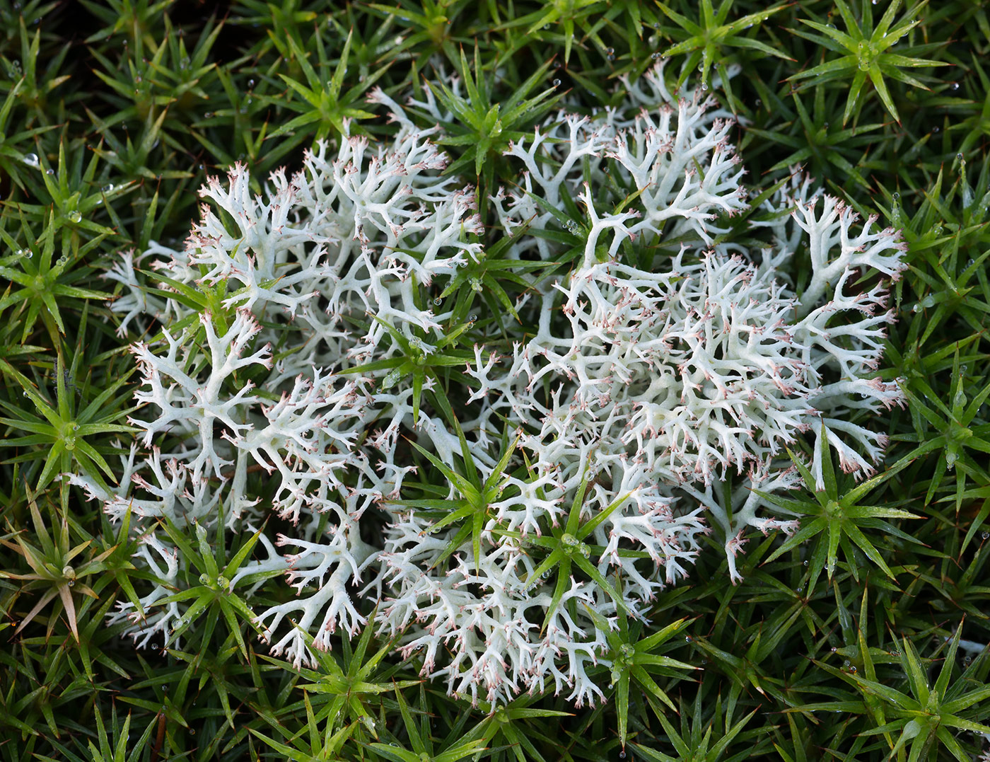 Изображение особи Cladonia rangiferina.