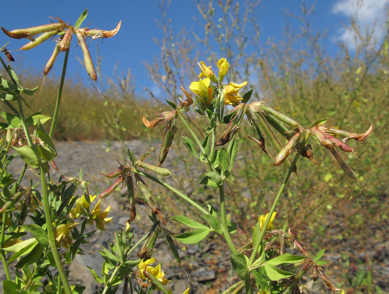 Image of genus Lotus specimen.