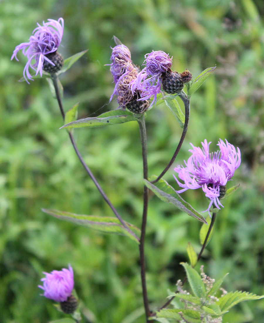 Image of Centaurea abbreviata specimen.