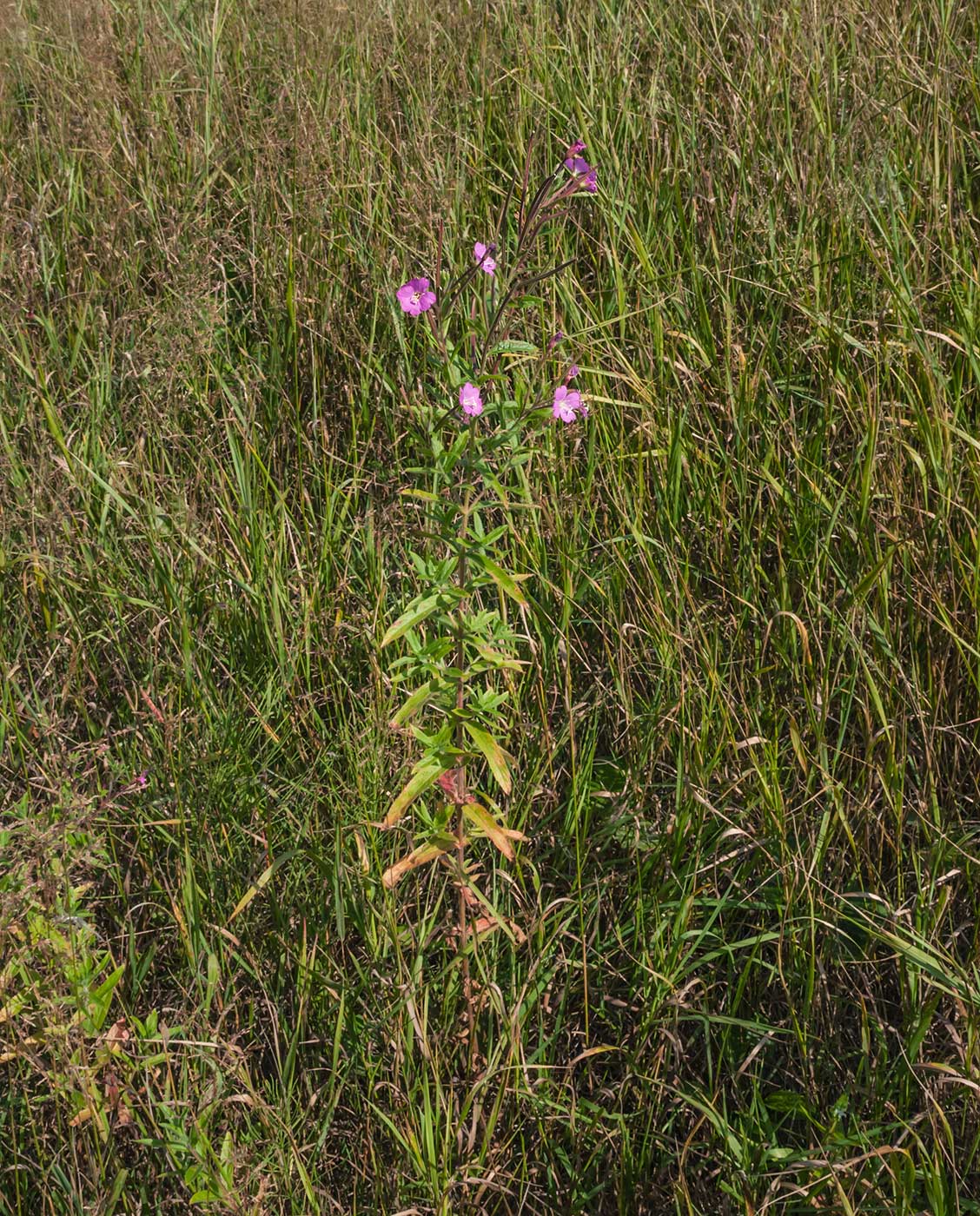 Image of Epilobium hirsutum specimen.