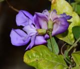 Vigna speciosa