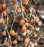 Elaeagnus angustifolia