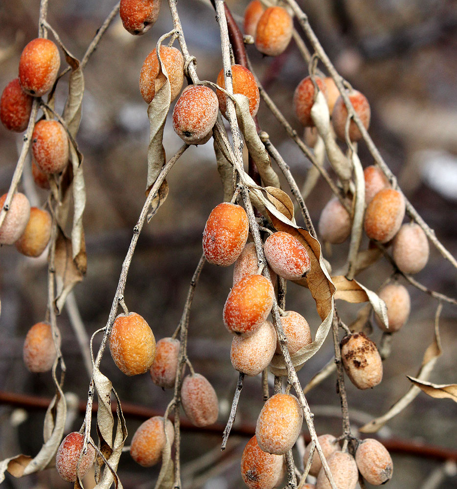 Image of Elaeagnus angustifolia specimen.