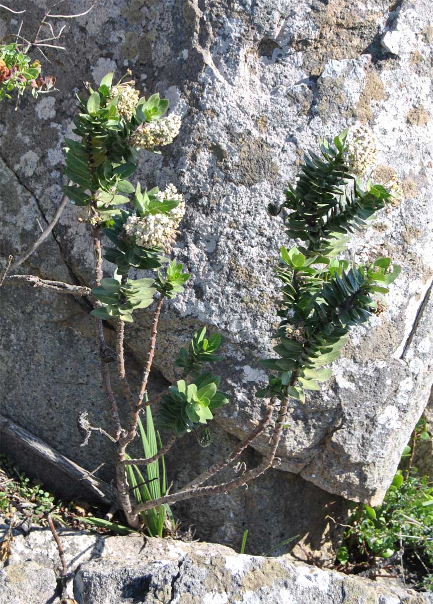 Image of Gomphocarpus cancellatus specimen.