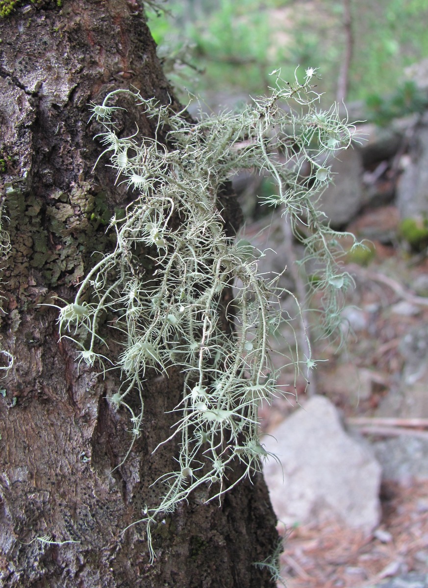 Image of Usnea florida specimen.