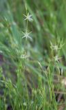 Juncus bufonius