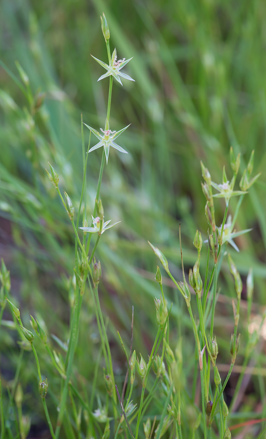 Изображение особи Juncus bufonius.