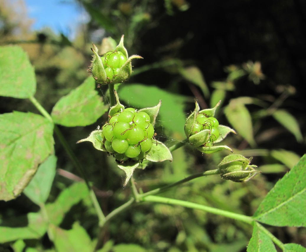 Image of Rubus caesius specimen.
