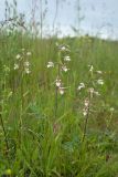 Epipactis palustris