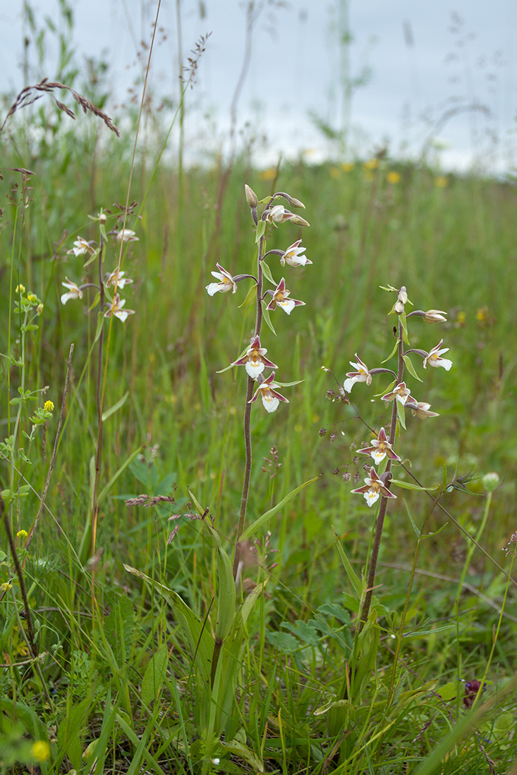 Изображение особи Epipactis palustris.