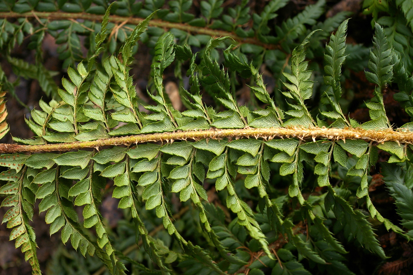 Image of Polystichum aculeatum specimen.