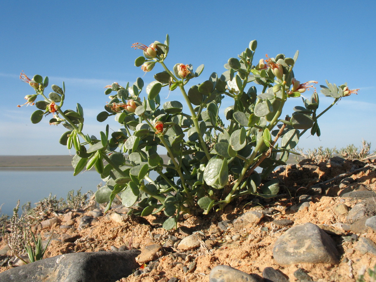 Изображение особи Zygophyllum iliense.