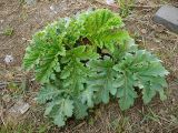 Heracleum sosnowskyi. Розетка прикорневых листьев. Чувашия, г. Шумерля. 13 апреля 2008 г.