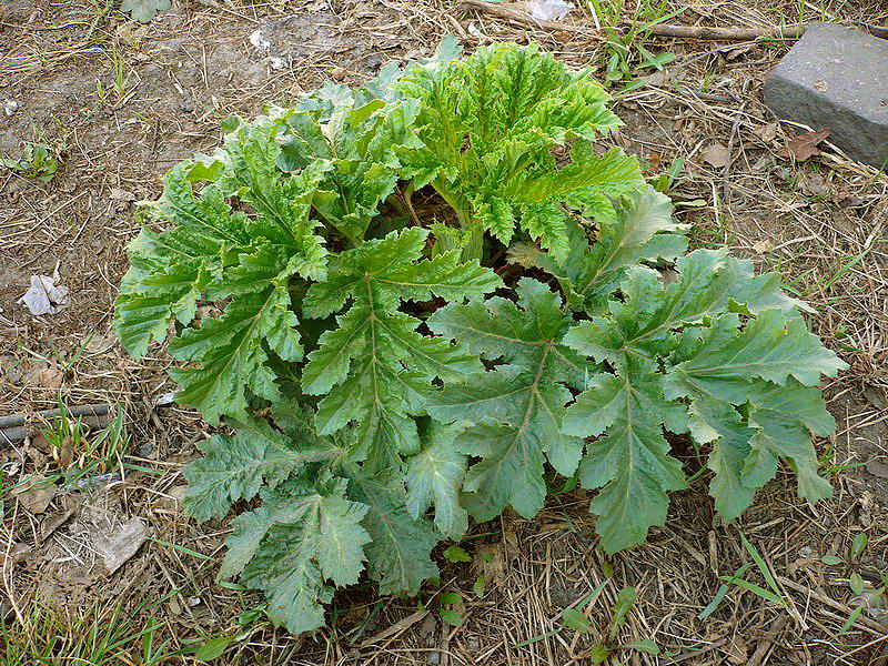 Image of Heracleum sosnowskyi specimen.