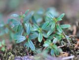 семейство Ericaceae. Побеги. Китай, провинция Юньнань, окр. г. Дали, гора Цаншань (Cangshan Mountain, 苍山), восточный склон, ≈ 3700 м н.у.м., лес. 24 октября 2016 г.