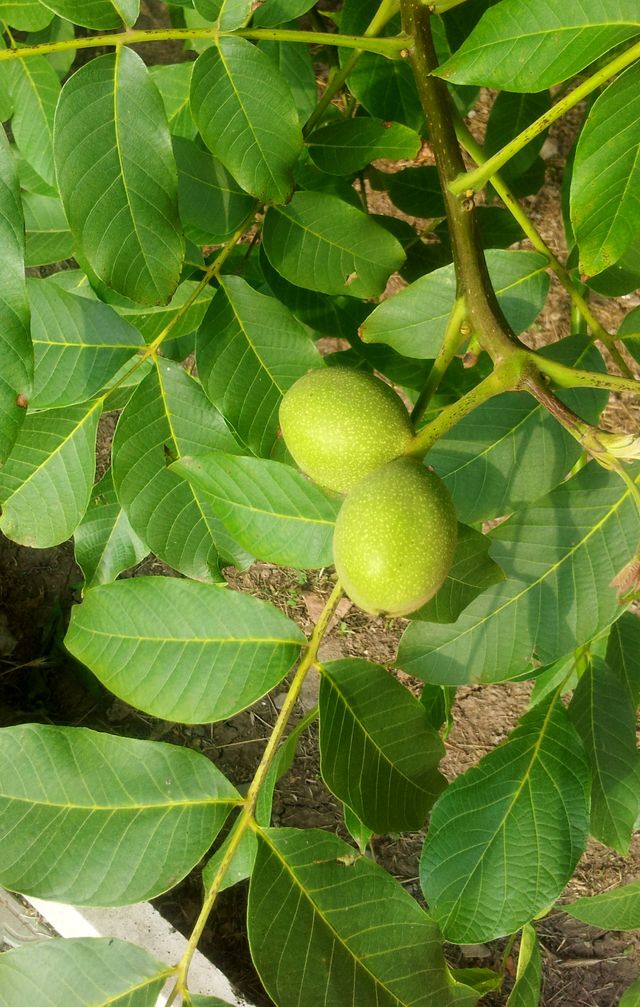 Image of Juglans regia specimen.