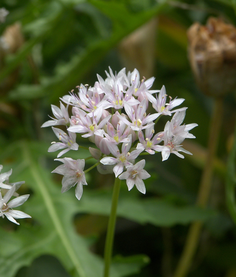Image of Allium canadense var. lavandulare specimen.