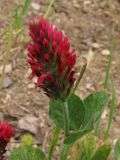 Trifolium incarnatum. Соцветие. Севастополь, на пустыре. 9 мая 2010 г.