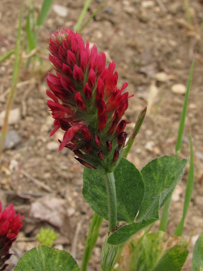 Изображение особи Trifolium incarnatum.